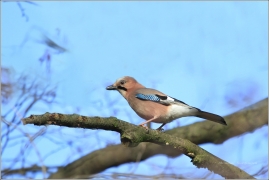 <p>SOJKA OBECNÁ (Garrulus glandarius) /Eurasian jay - Eichelhäher/</p>
